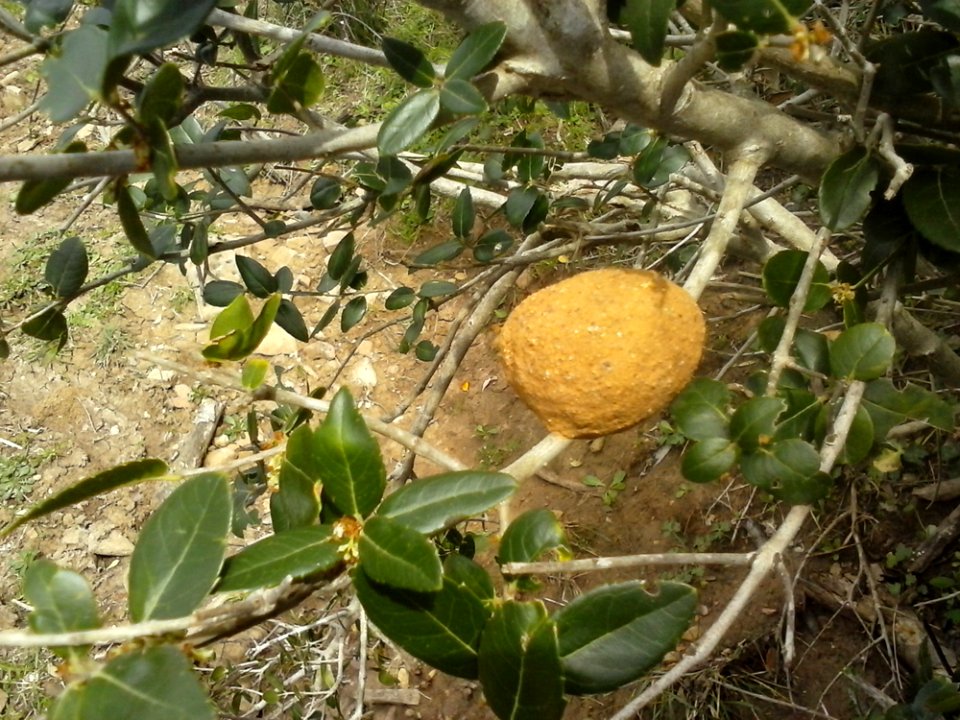 Food Fruit Plant Citrus