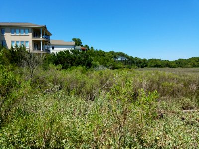 Looking Out Across The Brush