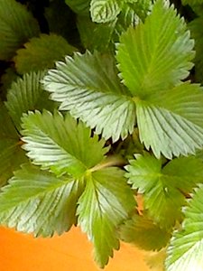 Plant Green Leaf Terrestrial Plant photo