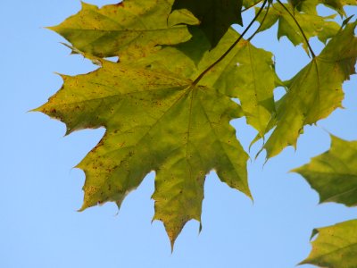 Plant Flower Leaf Twig