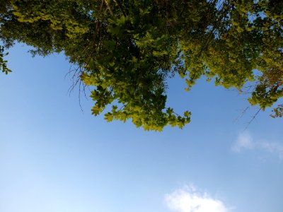 Sky Cloud Natural Landscape Twig