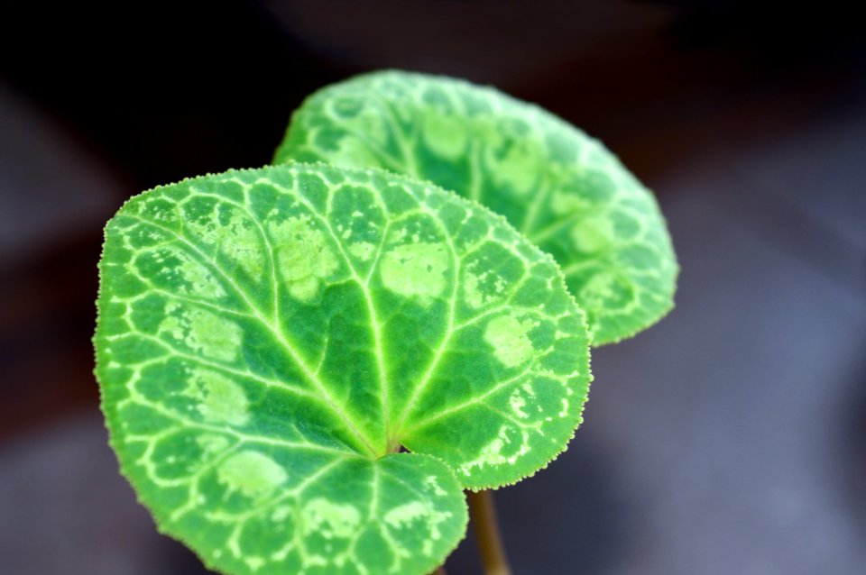 Patterned Leaves Of Cyclamen Persicum Close Up