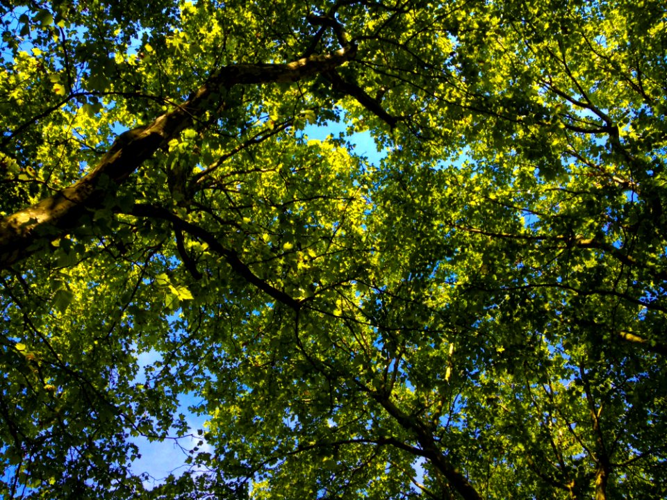 People In Nature Natural Landscape Sky Tree