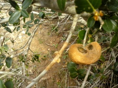 Plant Branch Twig Terrestrial Plant