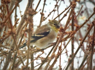 Cold Weather Goldfinch