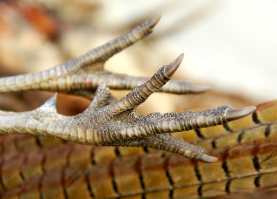 Fauna Close Up Organism Reptile