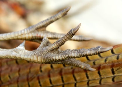 Fauna Close Up Organism Reptile photo