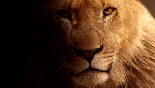 Lion Face Wildlife Mammal