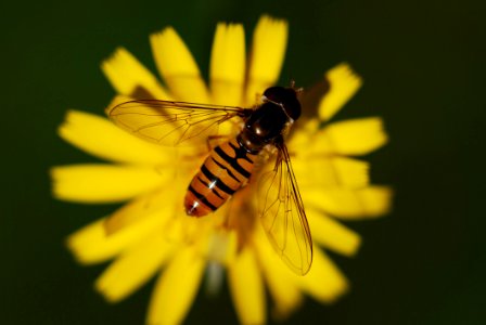 Insect Honey Bee Bee Macro Photography photo