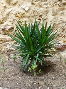 Plant growth live
