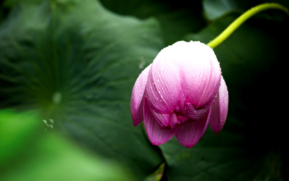 Flower Plant Flora Leaf