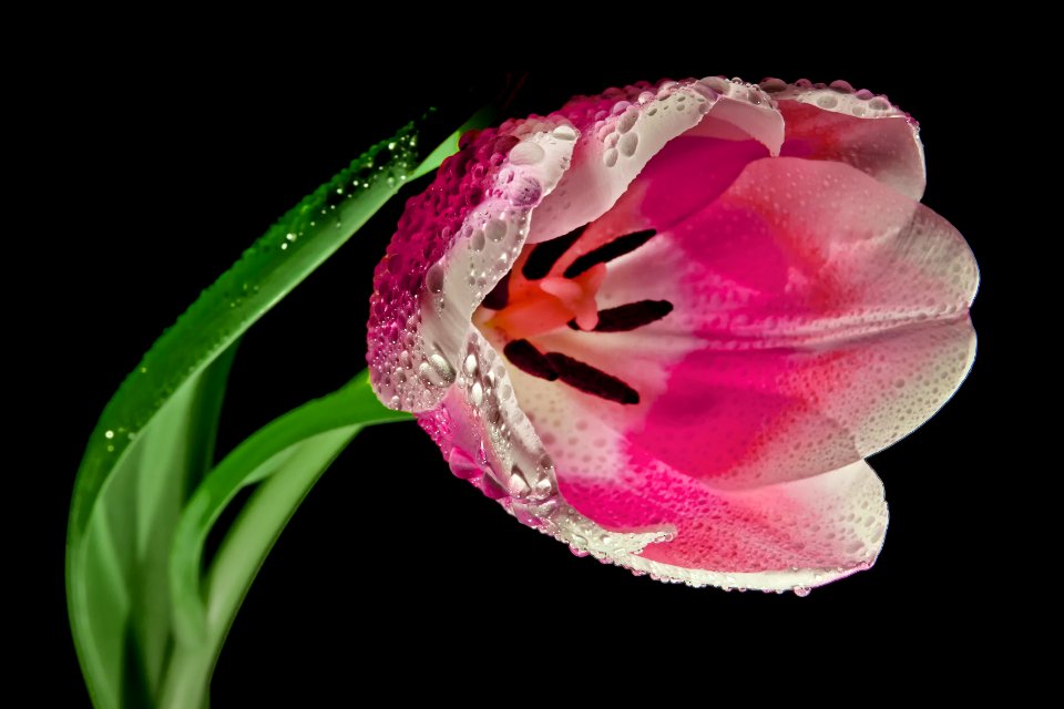 Flower Pink Flowering Plant Plant