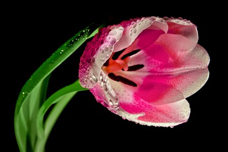 Flower Pink Flowering Plant Plant