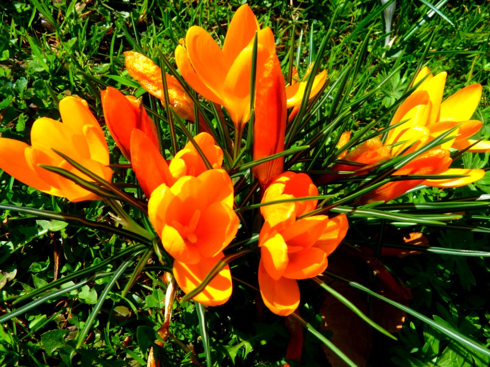 Flower Plant Flowering Plant Crocus