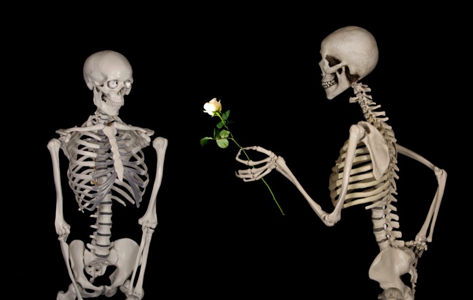 Skeleton Human Body Human Organ