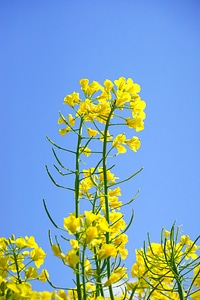 Yellow flowers plant photo