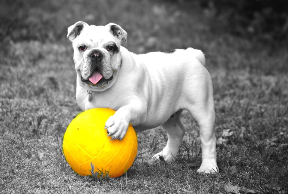 Dog Dog Breed Dog Like Mammal Vertebrate