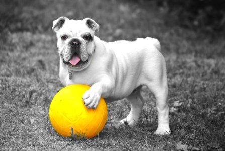 Dog Dog Breed Dog Like Mammal Vertebrate