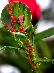 Leaf Flora Plant Plant Stem