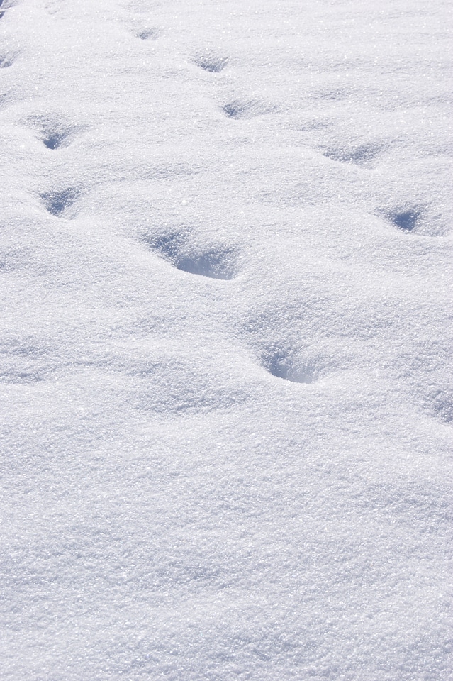 White footprints wintry