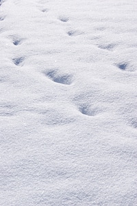 White footprints wintry photo