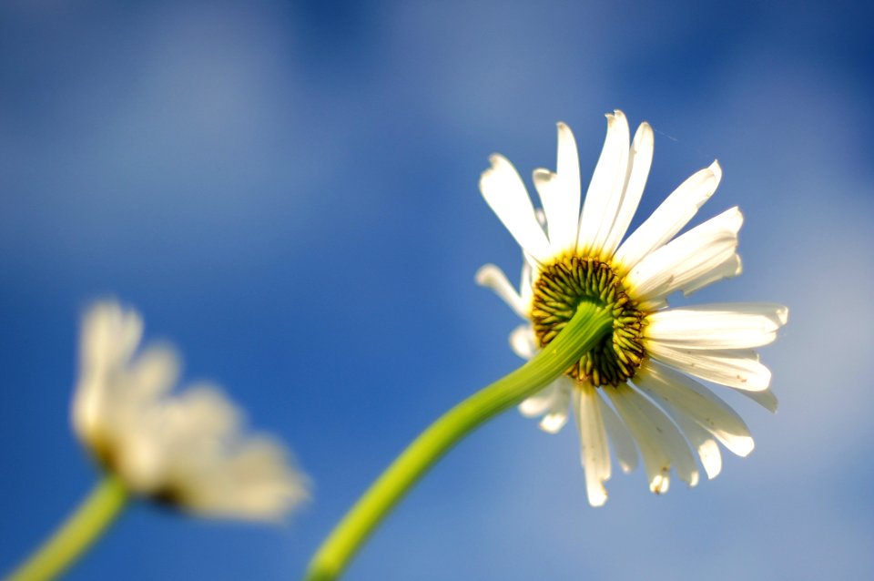 Flower Sky Yellow Oxeye Daisy photo