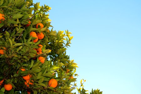 Oranges On A Tree