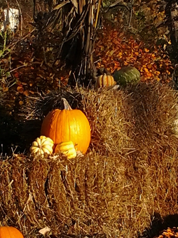 Fall orange season
