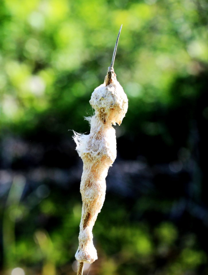 Hairy Plant