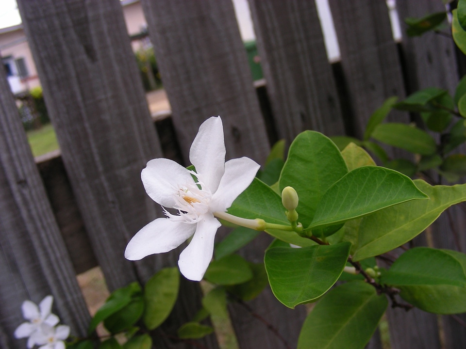 White gardening summer flowers
