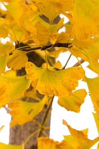 Ginkgo autumn yellow