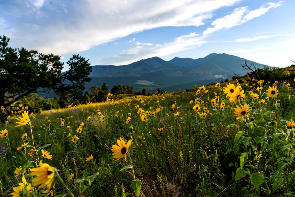 Summer Wildflowers East Of The Peaks