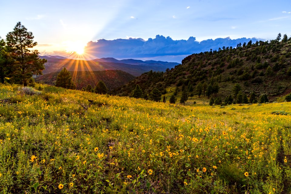 Summer Wildflowers East Of The Peaks