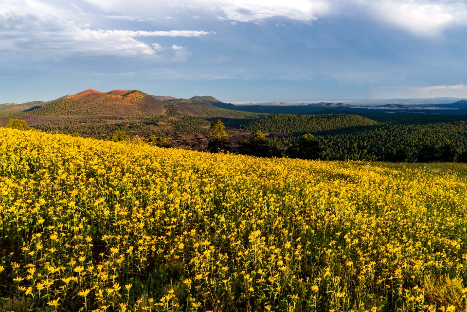 Summer Wildflowers East Of The Peaks