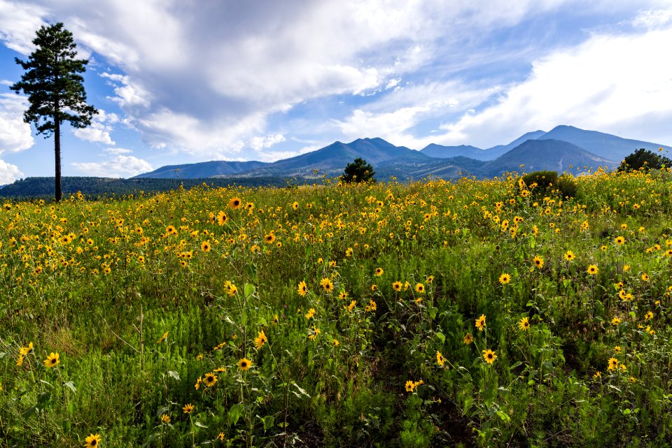 Summer Wildflowers East Of The Peaks