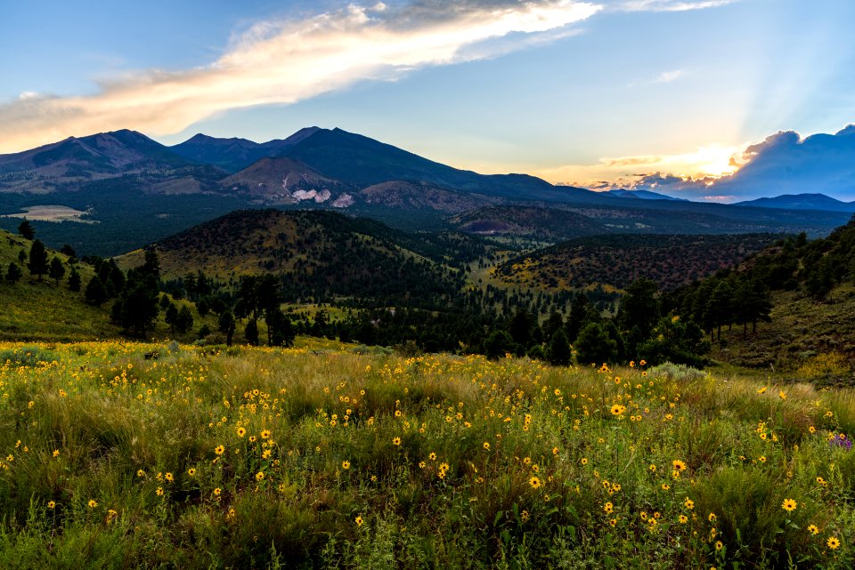 Summer Wildflowers East Of The Peaks
