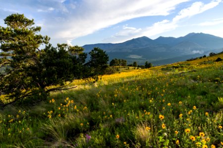 Summer Wildflowers East Of The Peaks