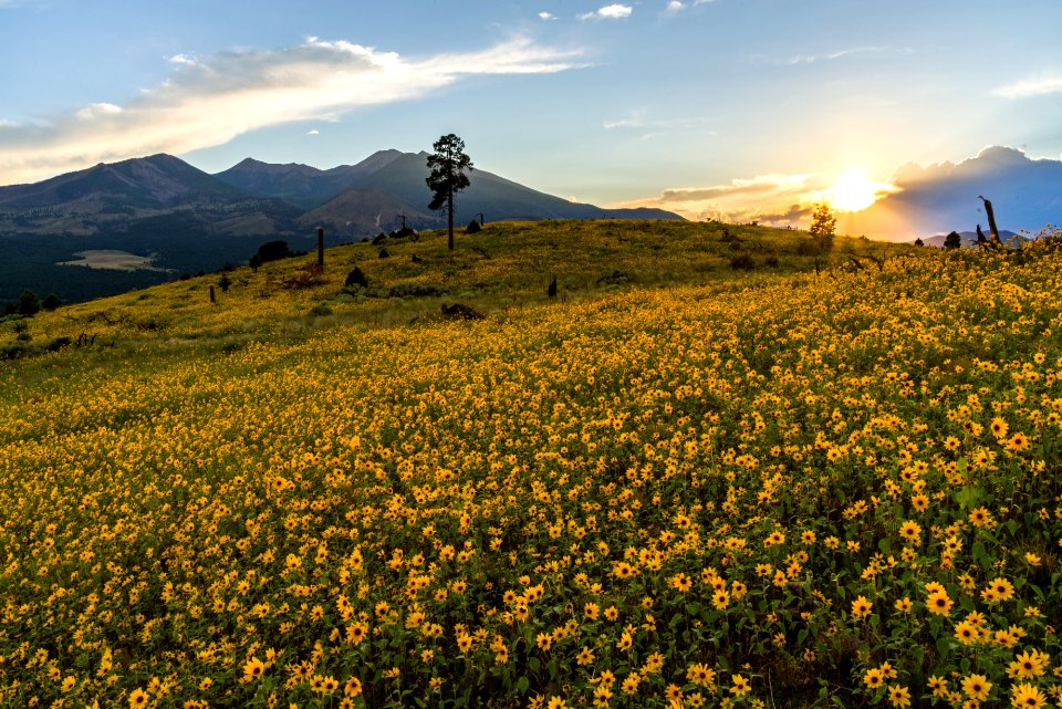Summer Wildflowers East Of The Peaks