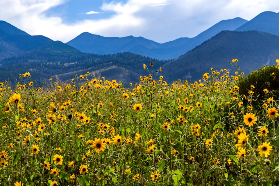 Summer Wildflowers East Of The Peaks