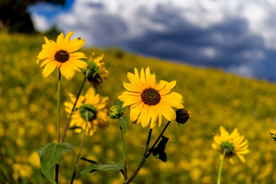 Summer Wildflowers East Of The Peaks