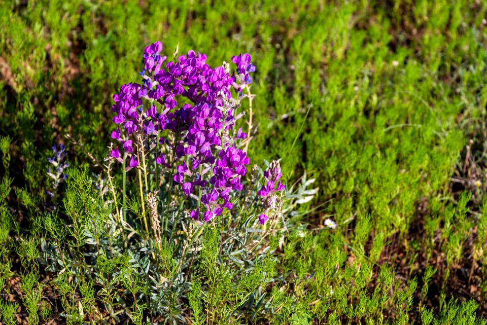 Summer Wildflowers East Of The Peaks