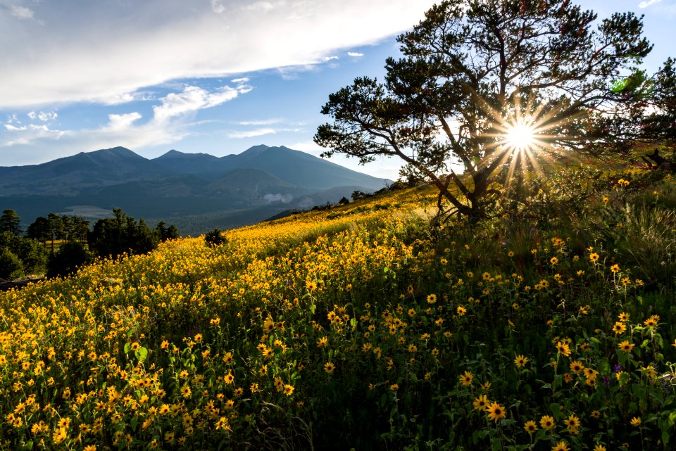 Summer Wildflowers East Of The Peaks