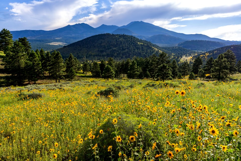 Summer Wildflowers East Of The Peaks