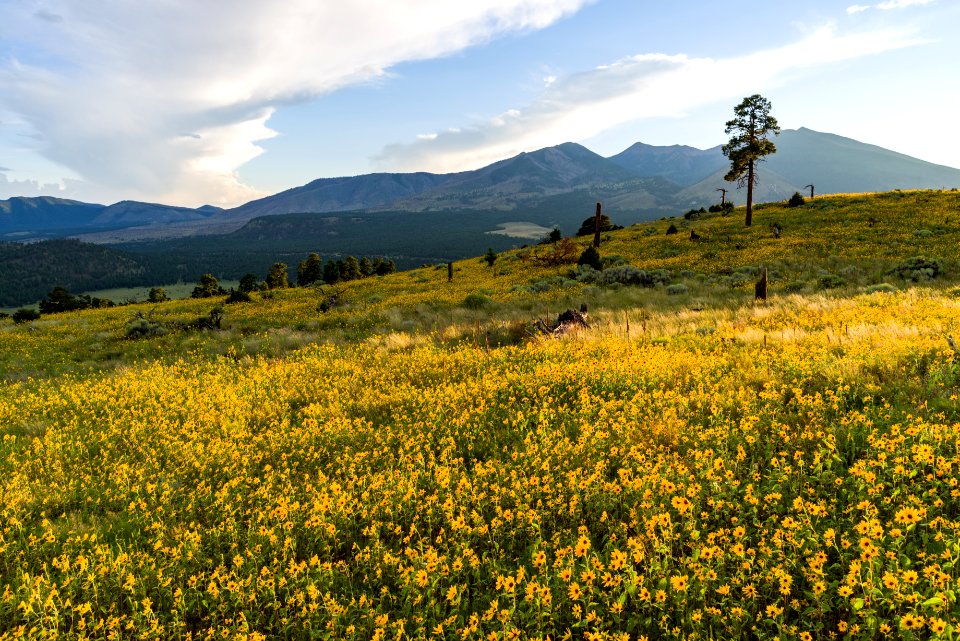 Summer Wildflowers East Of The Peaks