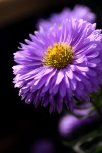 Flower Aster Purple Flora