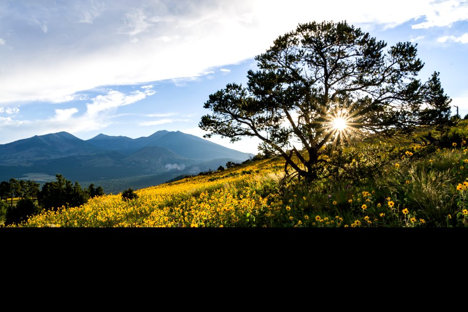 Summer Wildflowers East Of The Peaks
