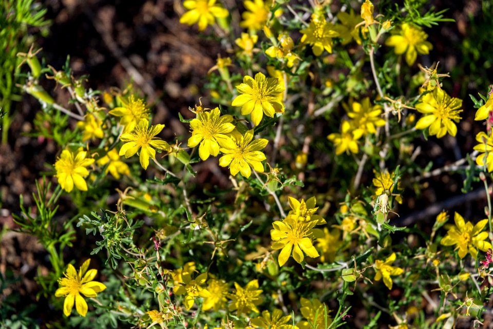 Summer Wildflowers East Of The Peaks