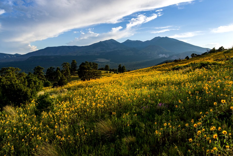 Summer Wildflowers East Of The Peaks