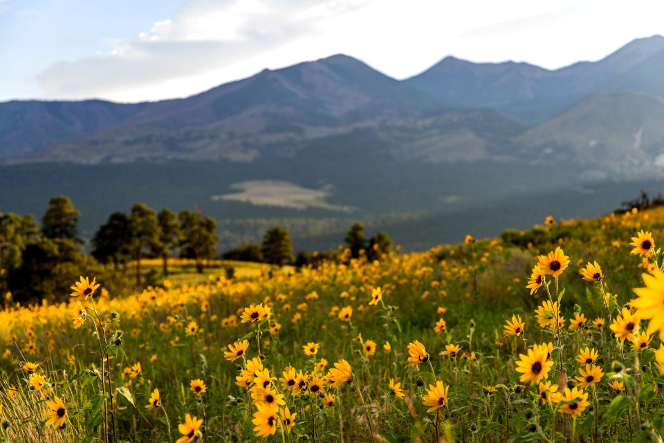 Summer Wildflowers East Of The Peaks