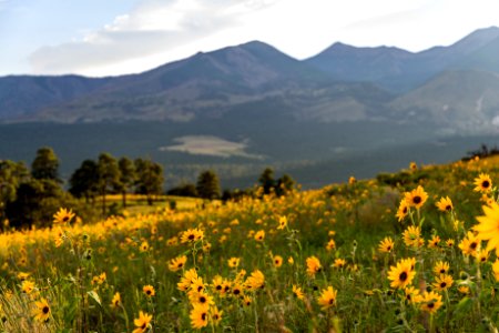 Summer Wildflowers East Of The Peaks